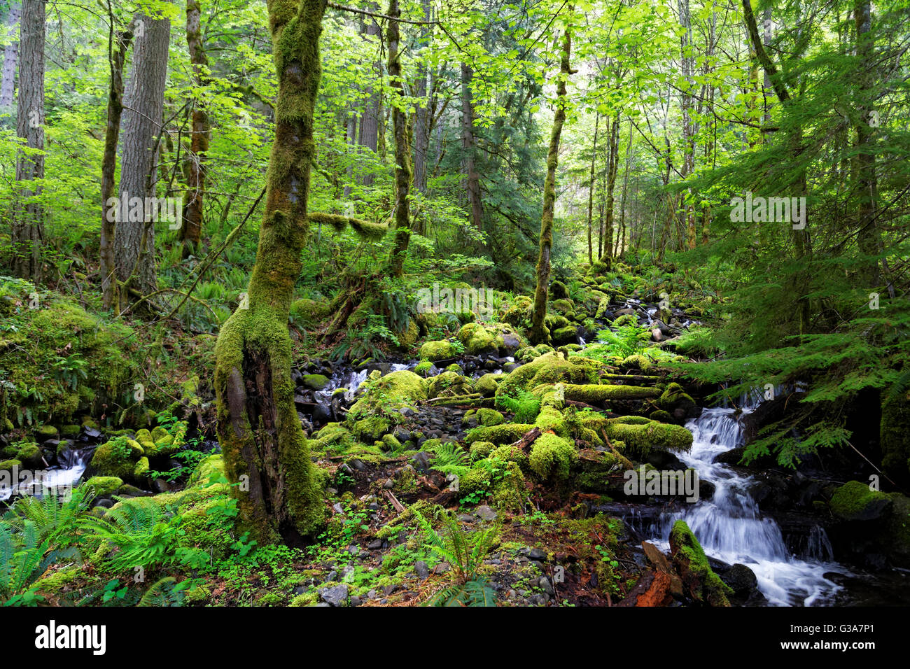 Sunlit forest hi-res stock photography and images - Alamy