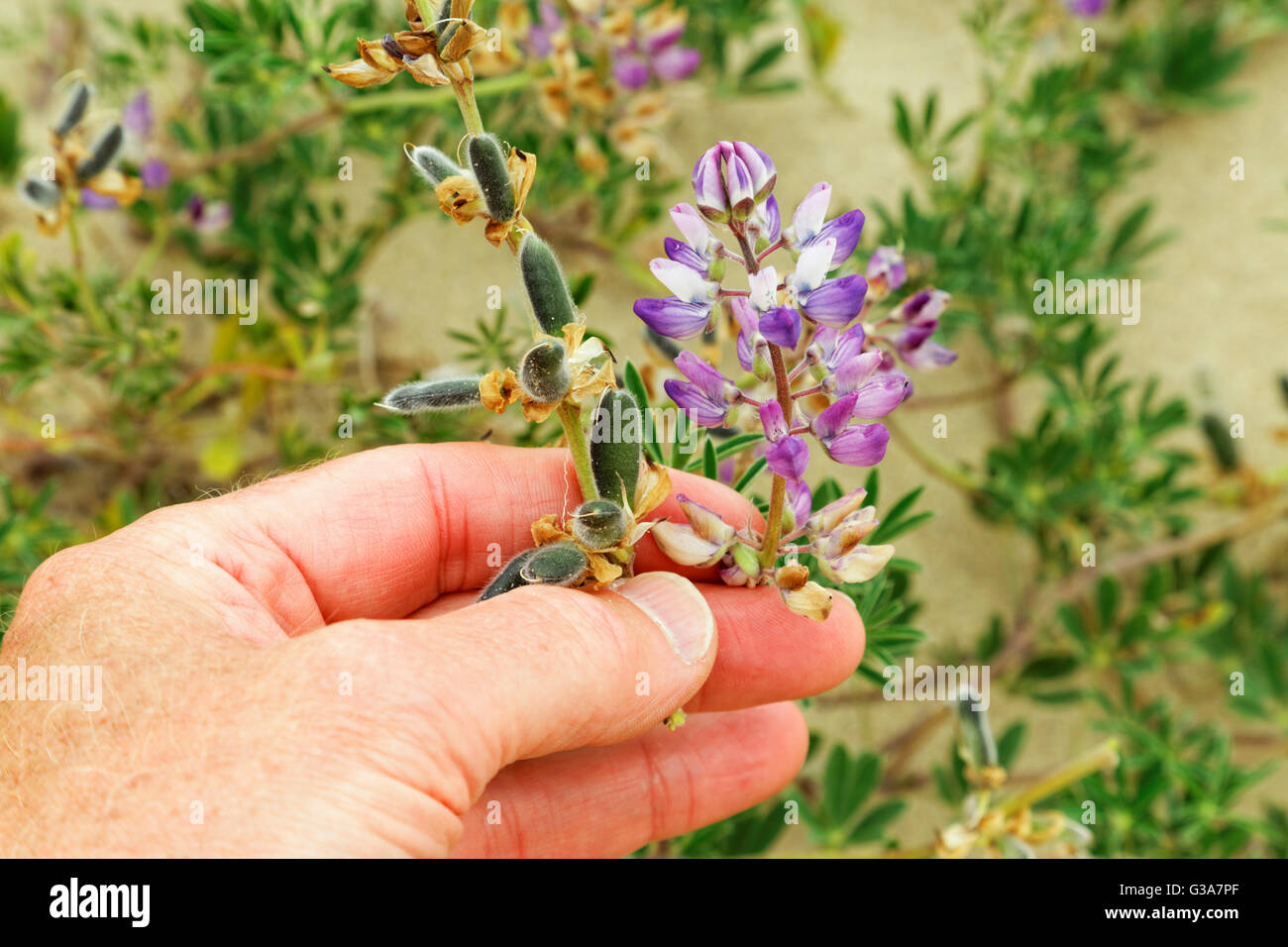 41,440.04340 Seashore Lupine [Lupinus littoralis] green seed pods, violet blue flowers, hand for scale SC, pea Fabaceae Stock Photo