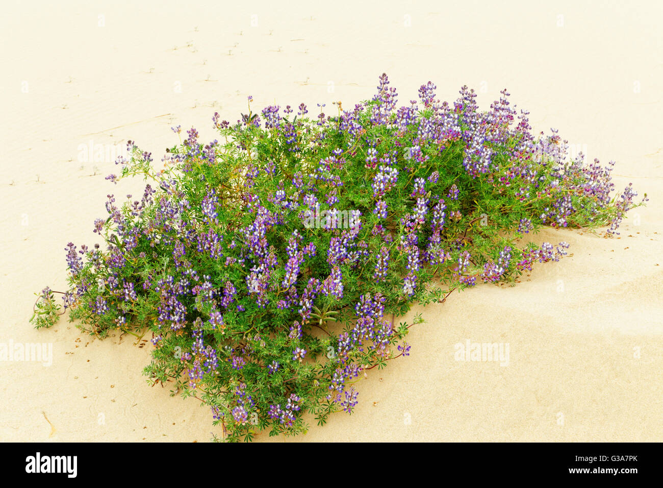 41,440.04342 cluster of Seashore Lupine [Lupinus littoralis] violet blue wild flowers growing on tan sand dune, pea Fabaceae Stock Photo