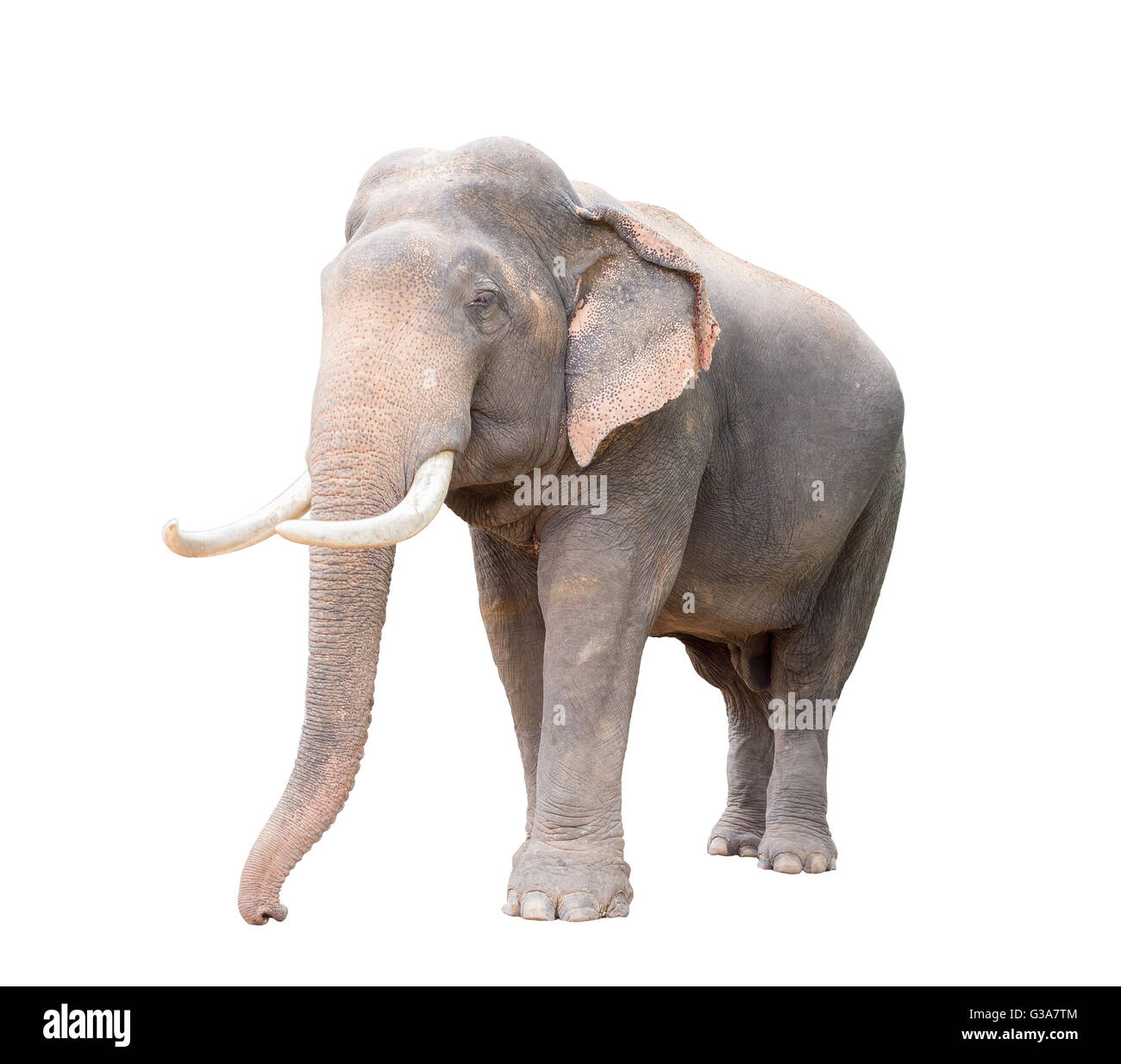 asia elephant isolated on white background with clipping path Stock ...