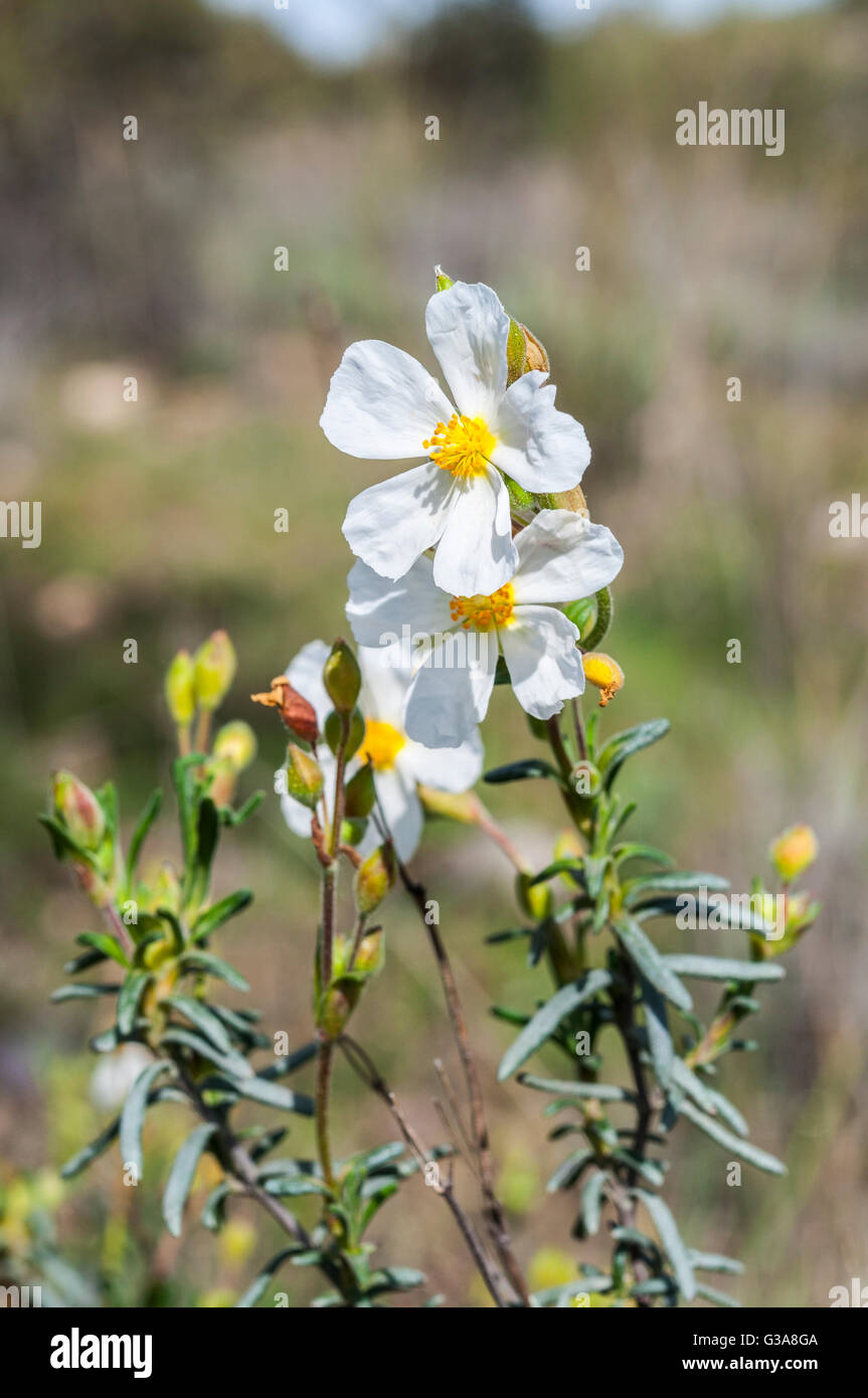 Flowers of the rockrose Halimium umbellatum. Photo taken in Toledo Mountains, Ciudad Real Province, Spain Stock Photo