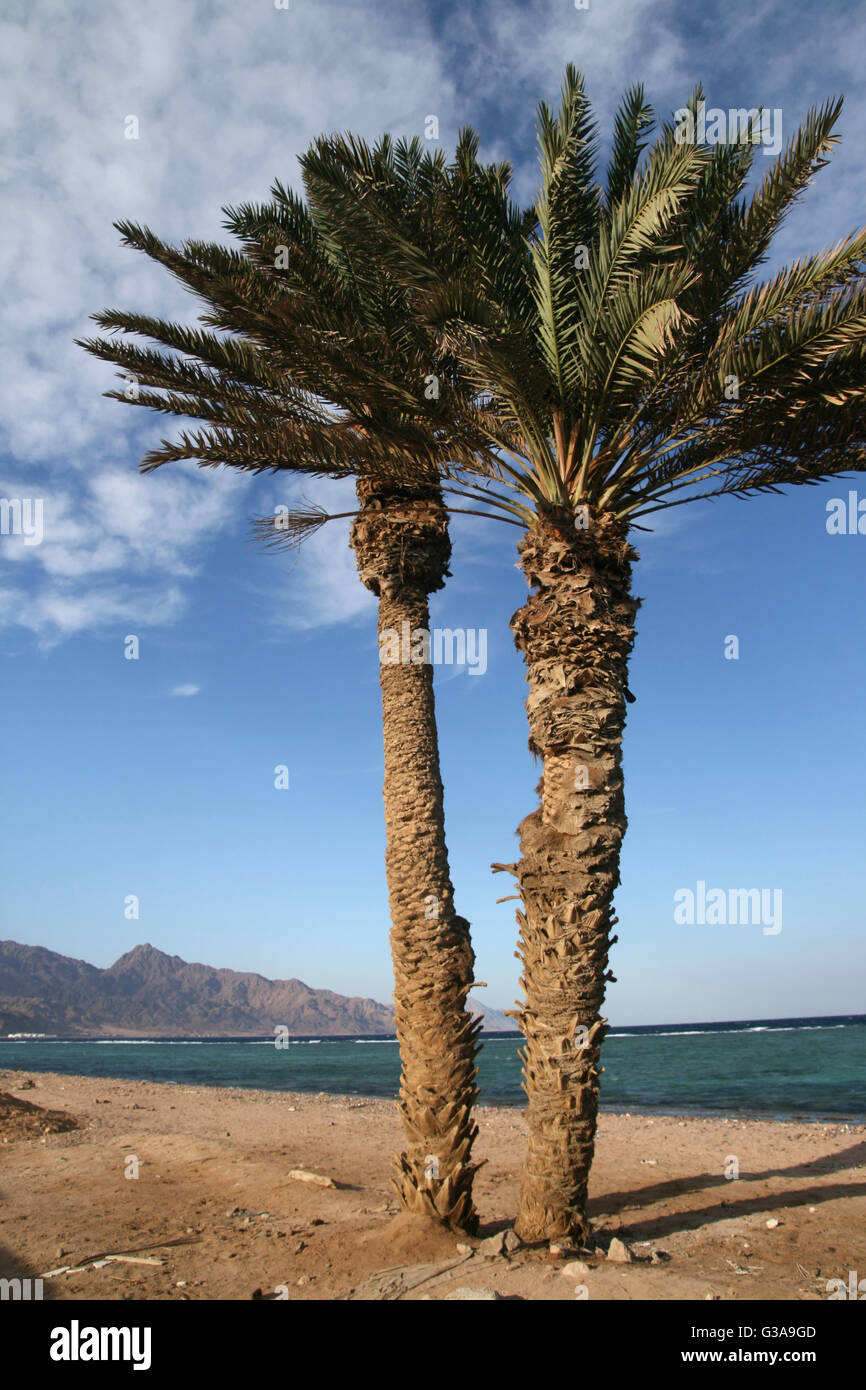 Palm trees on the beach of Dahab, Sinai, Egypt Stock Photo Alamy