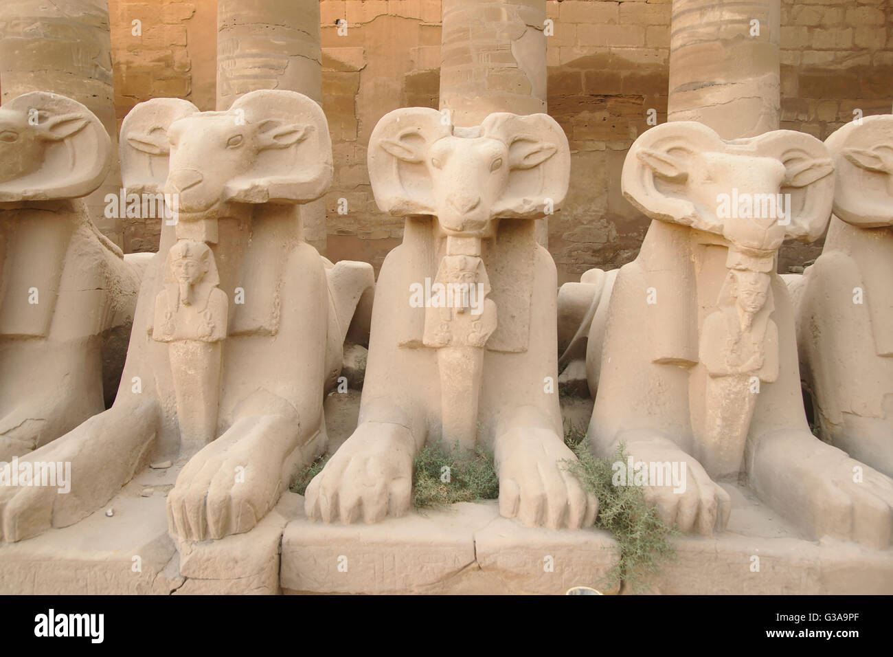 Ram headed Sphinx statues, entrance of Temples of Karnak, Luxor, Egypt Stock Photo
