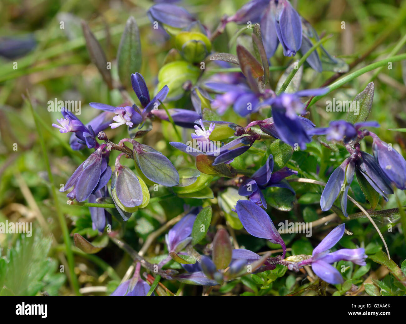 Heath Milkwort - Polygala serpyllifolia Small Acidic Grassland Flower Stock Photo