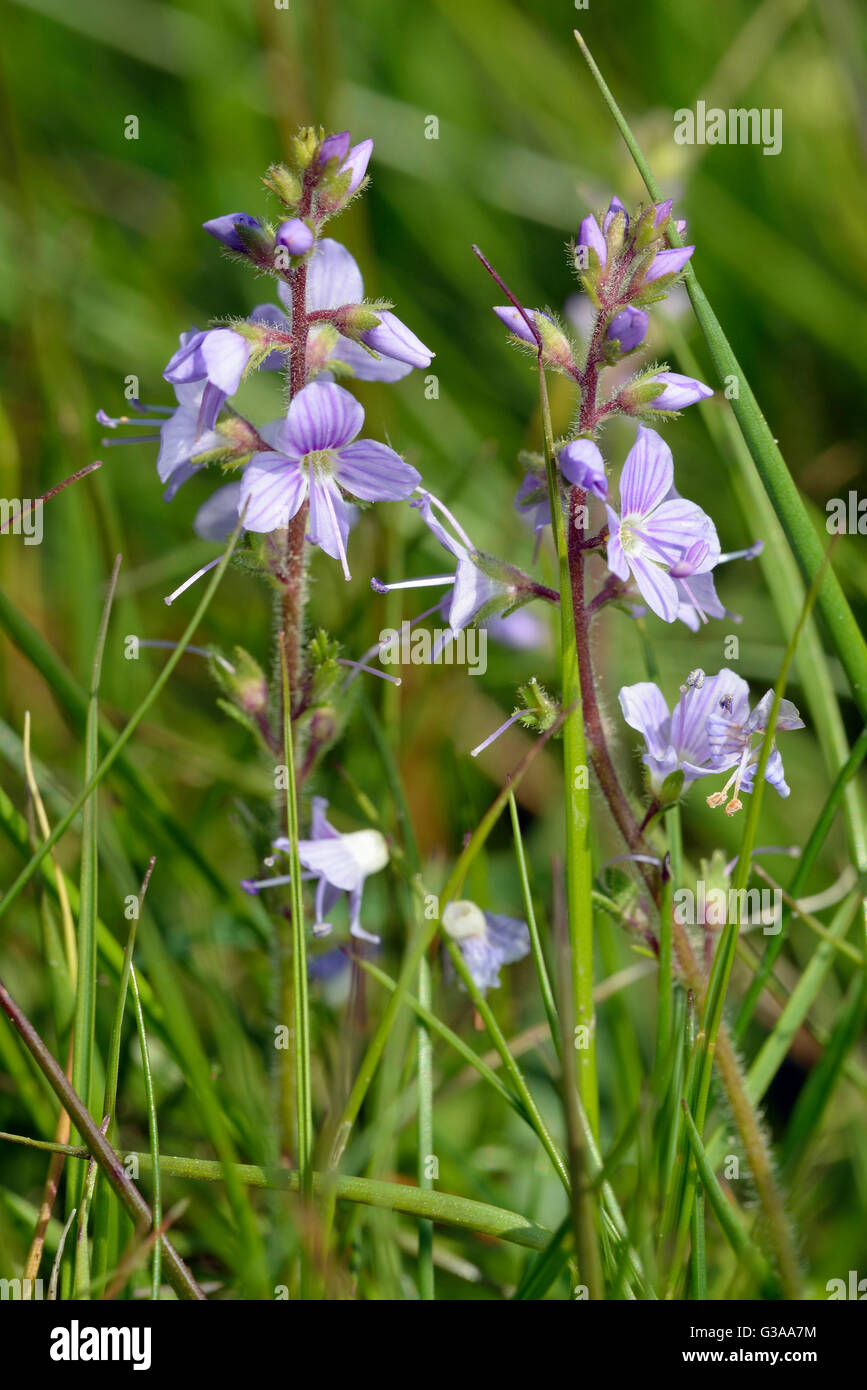 Heath Speedwell - Veronica officinalis Acidic Grassland Flower Stock Photo