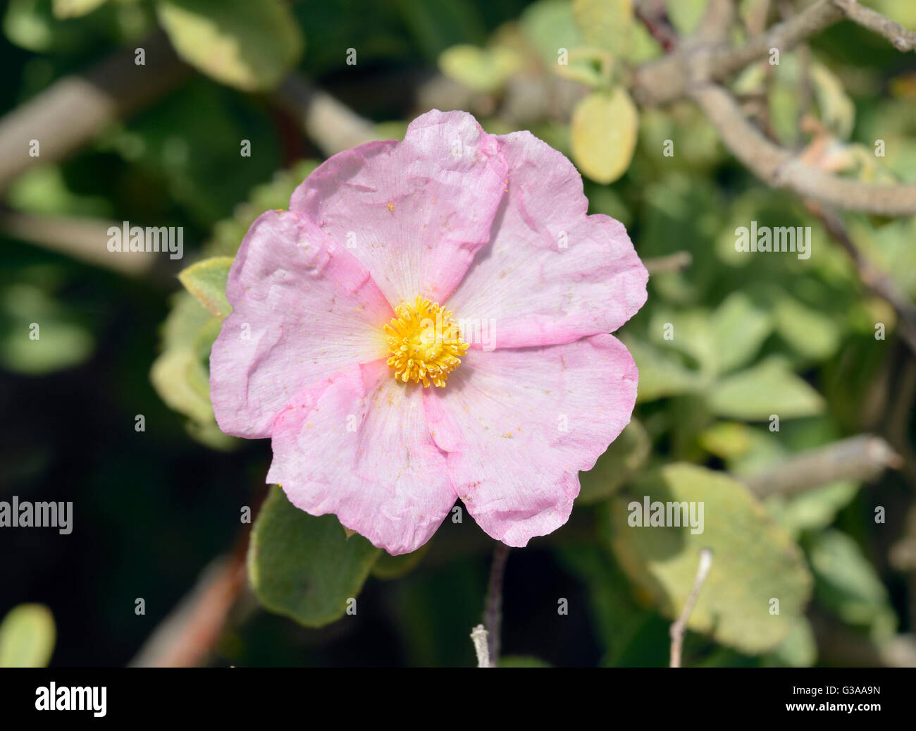 Small-flowered Cistus - Cistus praviflorus Mediterranean Shrub Stock Photo