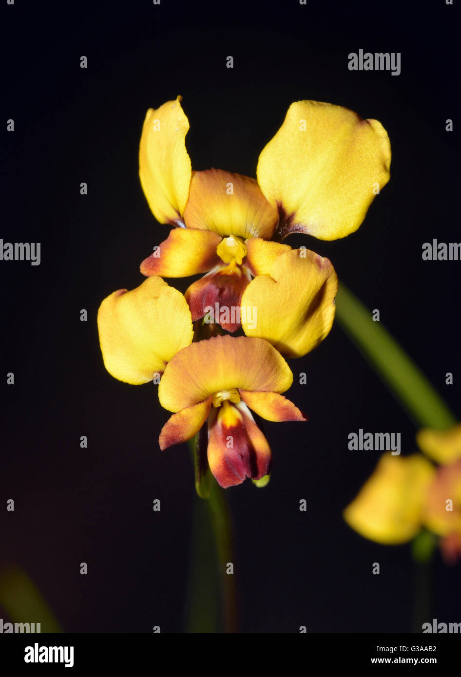 Eastern Diuris Orchid - Diuris orientis From Australia Stock Photo