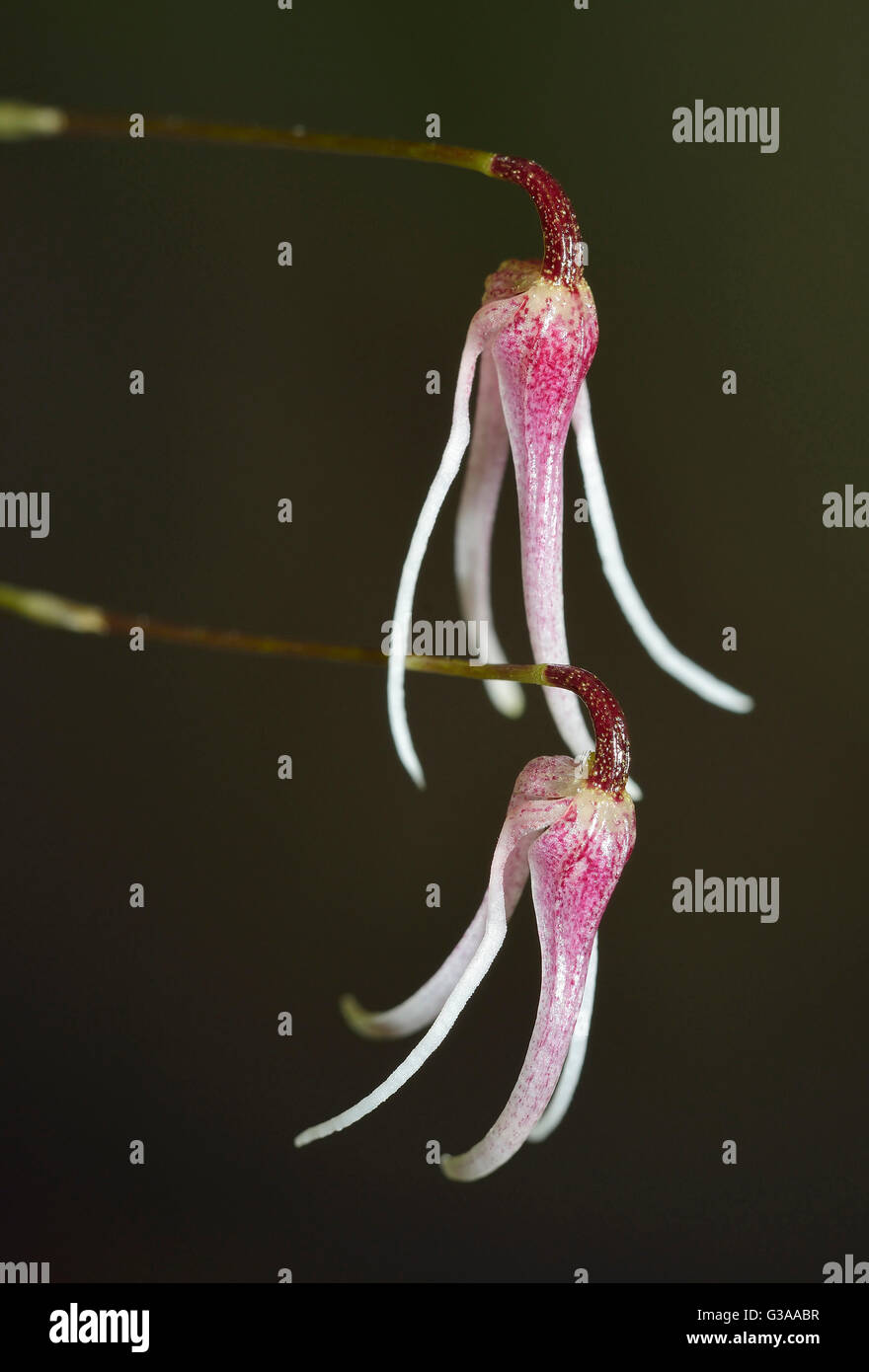 Attractive Pleurothallis Orchid - Pleurothallis gratiosa From Venezuela Stock Photo