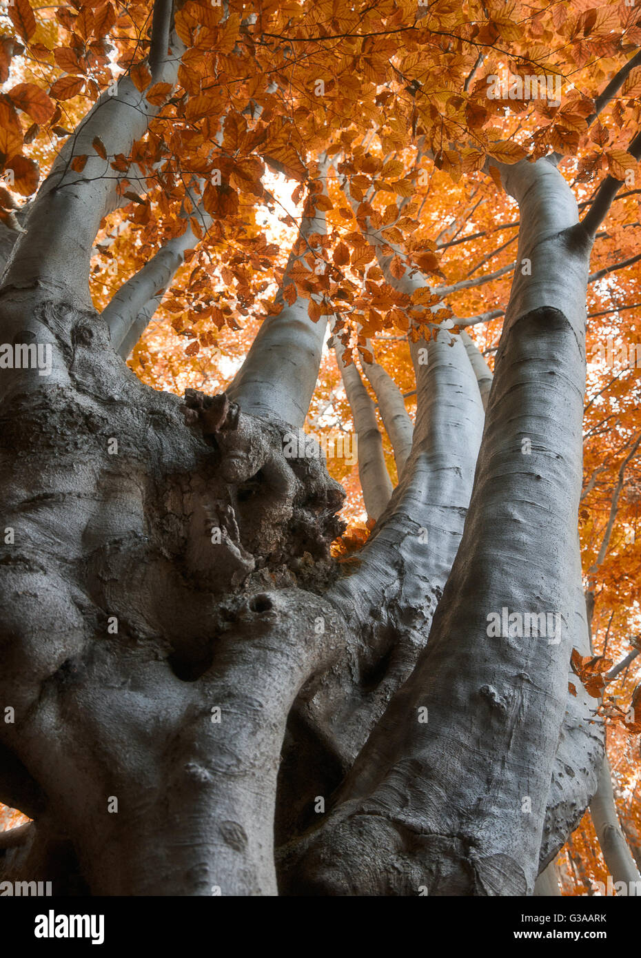 Falling oak leaves hi-res stock photography and images - Alamy