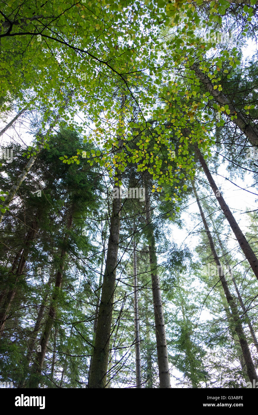 Looking up as the sun shines through the leaves of tall trees in a Scottish Forest Stock Photo