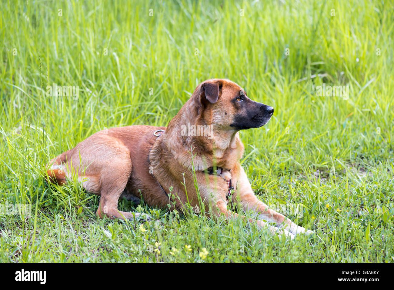 Dog in the meadow Stock Photo - Alamy