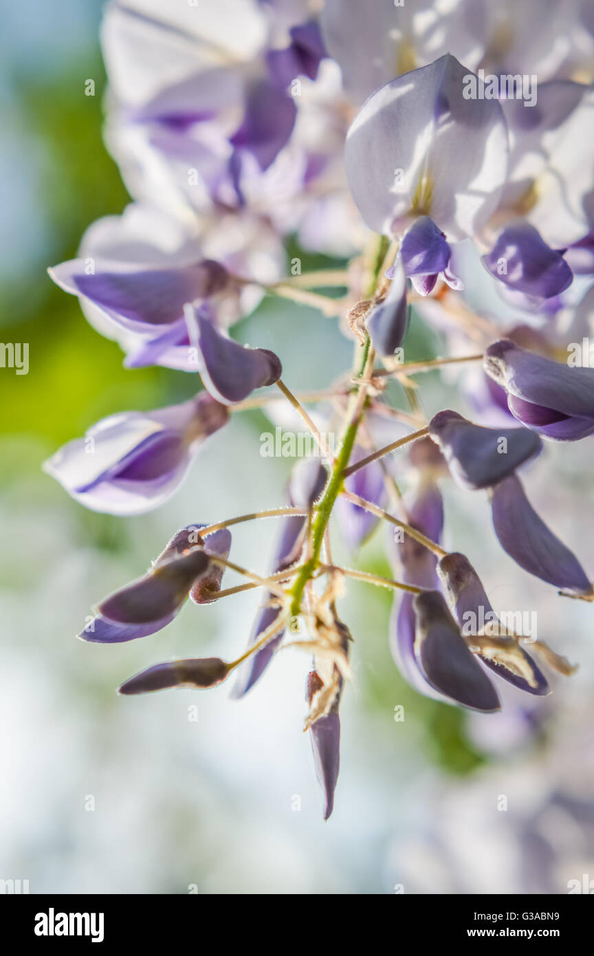 wisteria flowers and buds Stock Photo Alamy