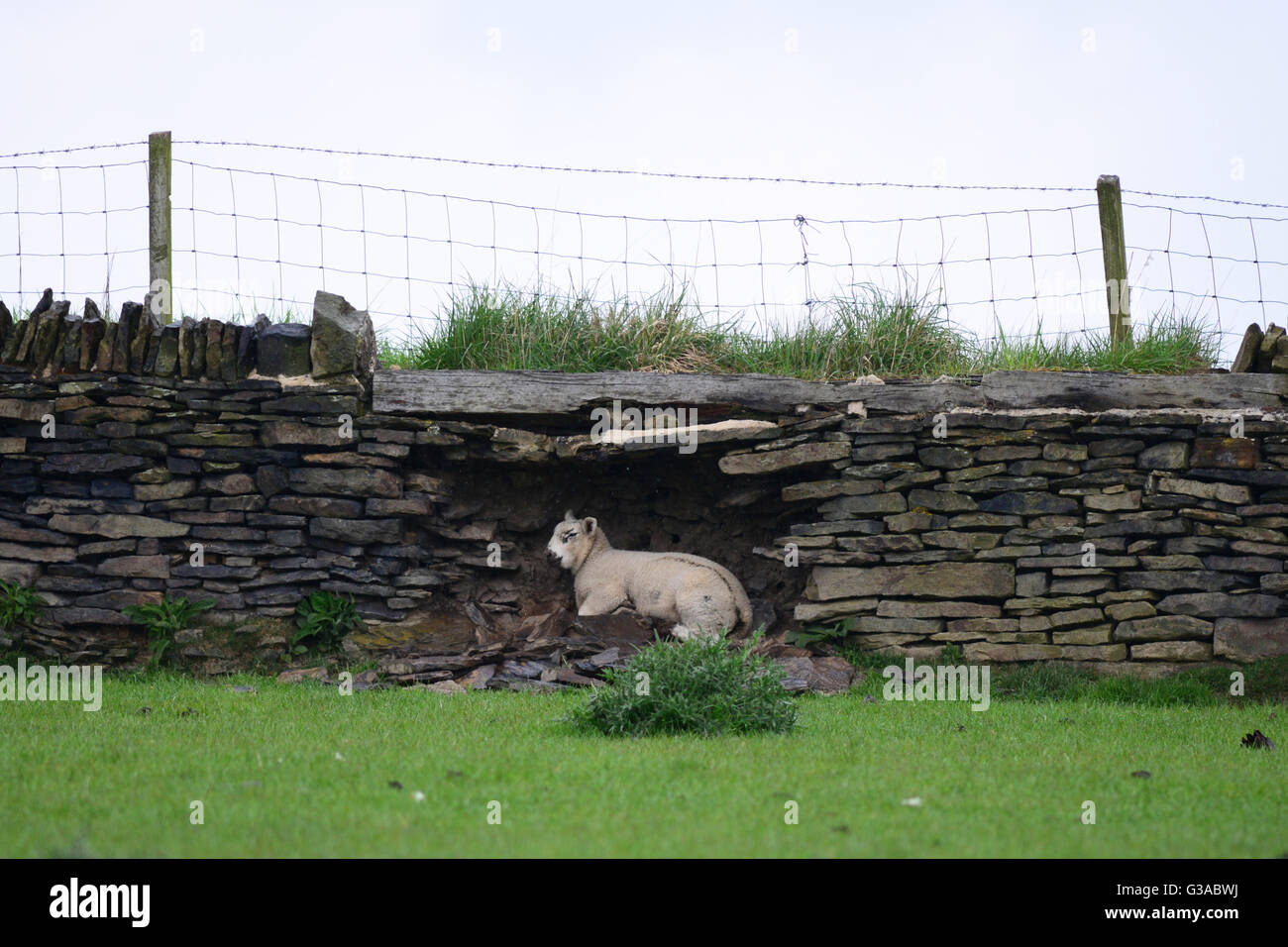 A sheep sheltering from the rain in a hole in the wall Stock Photo Alamy