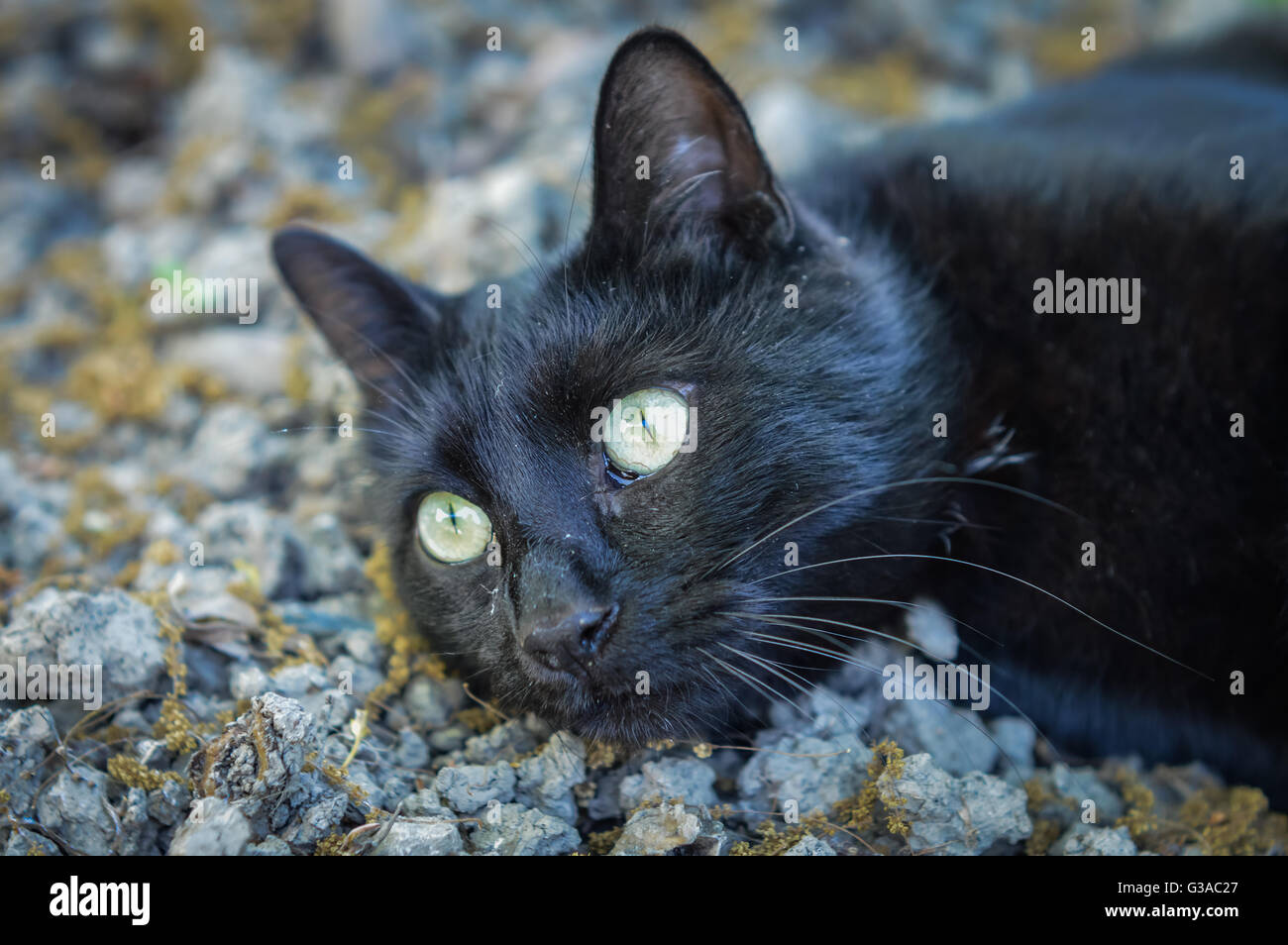 dusty black cat close up Stock Photo Alamy