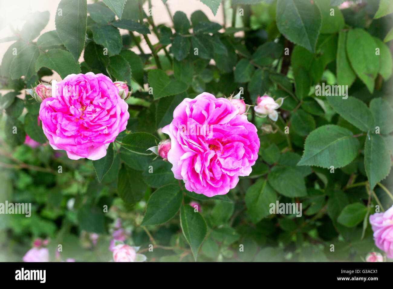 Pink flower with leaves hi-res stock photography and images - Alamy