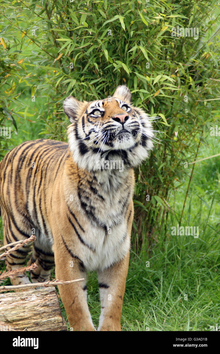Sumatran Tiger looks to heavens. Tiger Panthera tigris sumatrae, in jungle; front shot as big cat looks to sky Stock Photo