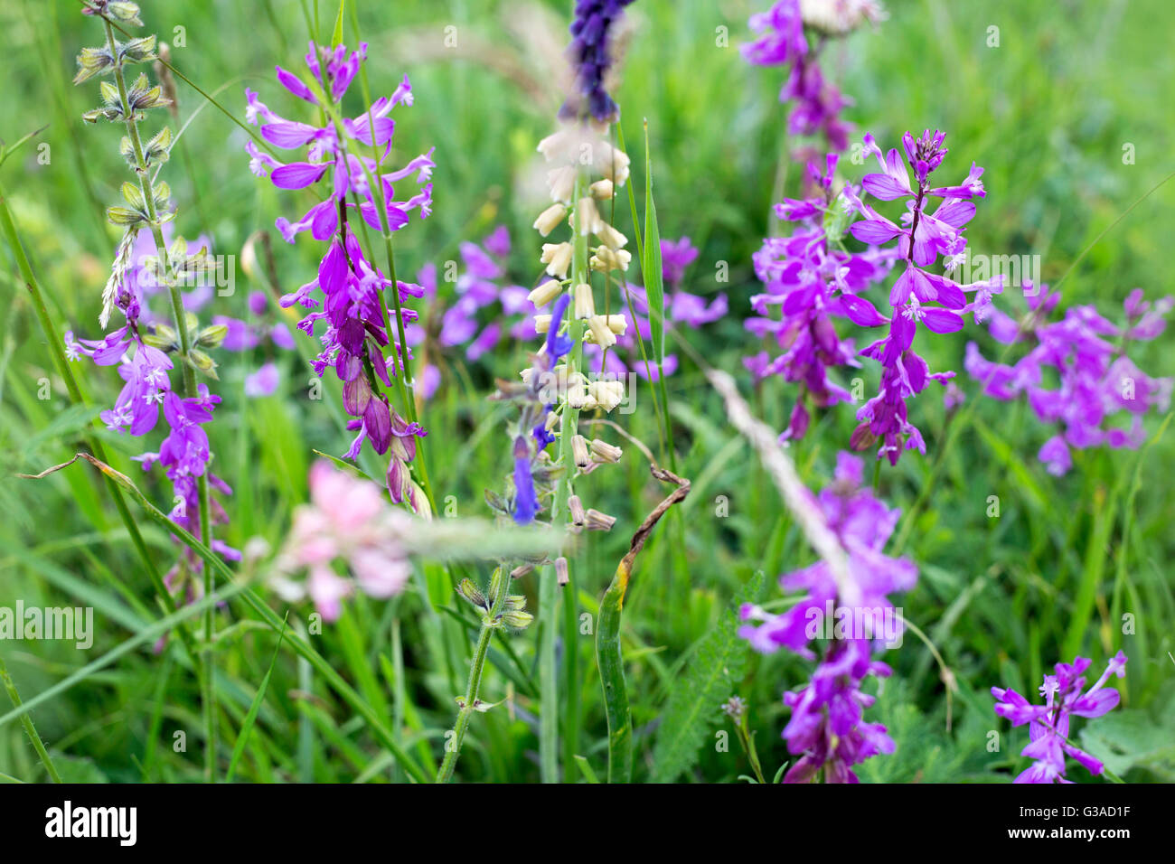 purple wild flowers Stock Photo - Alamy