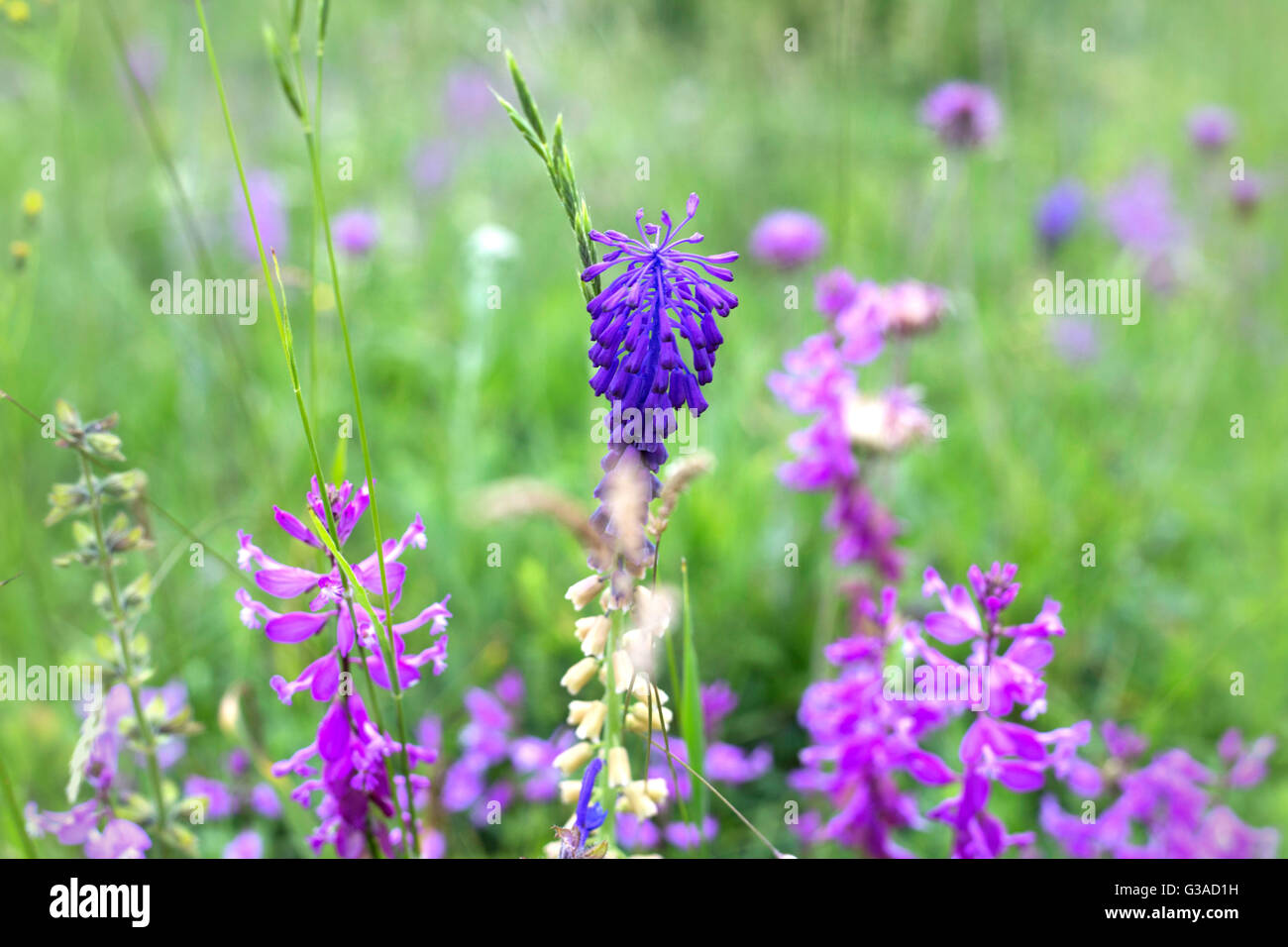 purple wild flowers Stock Photo - Alamy