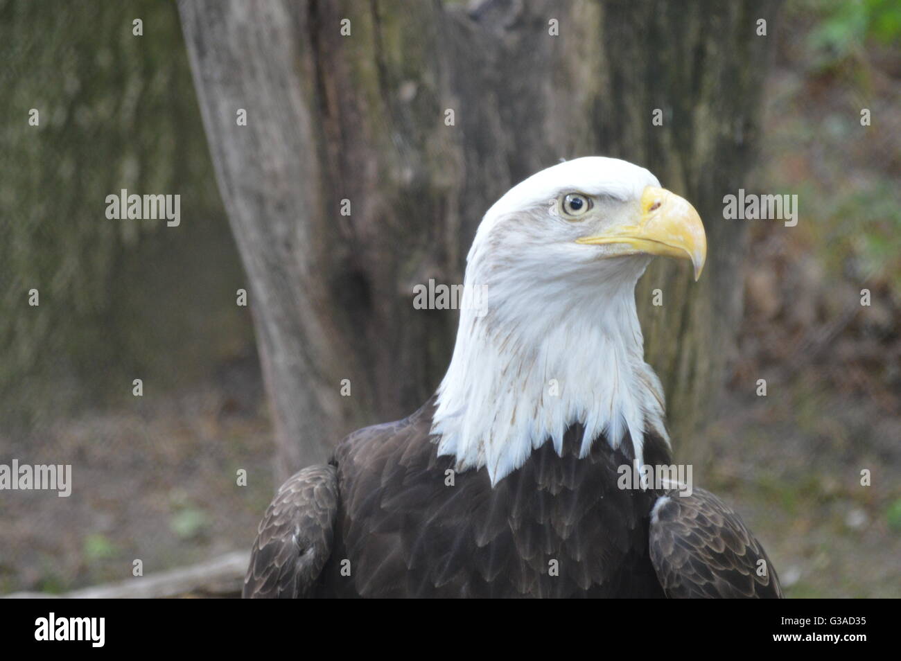 Eagle with white head hi-res stock photography and images - Alamy