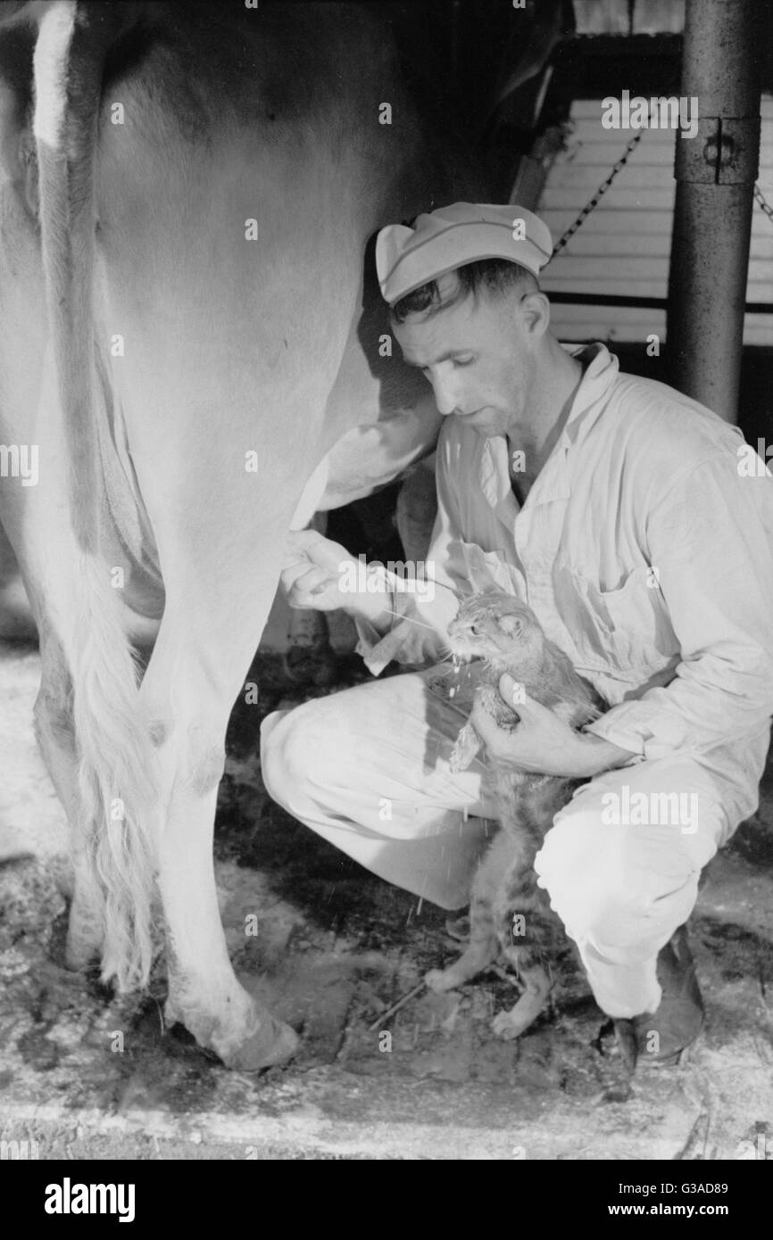 Milker gives pet cat some milk direct from cow, Brandtjen Dairy Farm, Dakota County, Minnesota