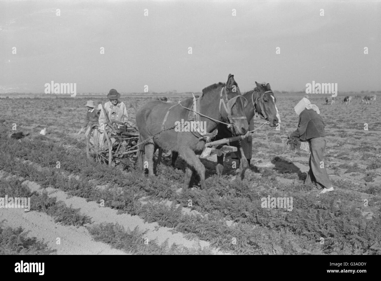 Loosening carrots from soil with plow before pulling in orde Stock Photo