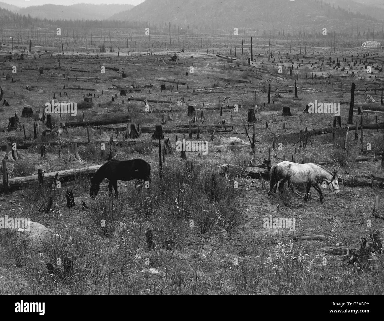 Horses pasturing among stumps and snags. Priest River Valley Stock Photo