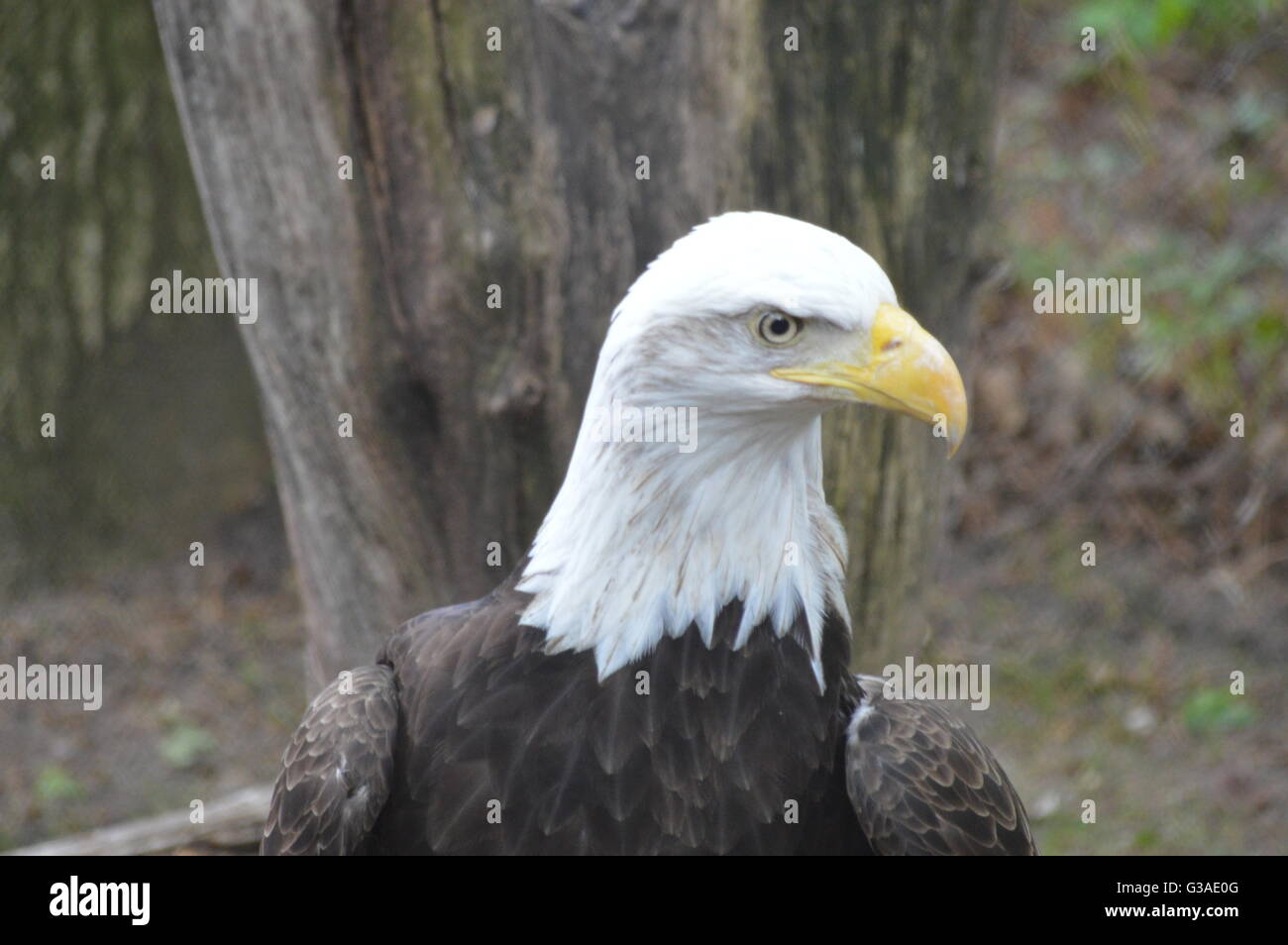 Eagle with white head hi-res stock photography and images - Alamy