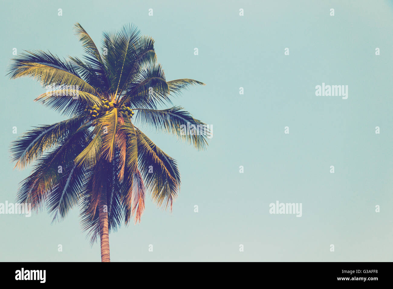 Coconut palm tree and blue sky vintage with space. Stock Photo