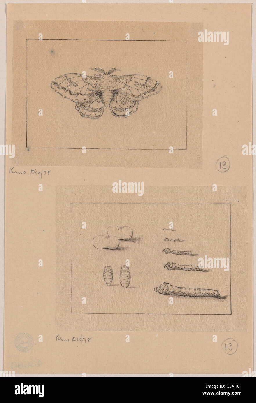 Two views (top): silkworm moth; (bottom): larval stages of t Stock Photo