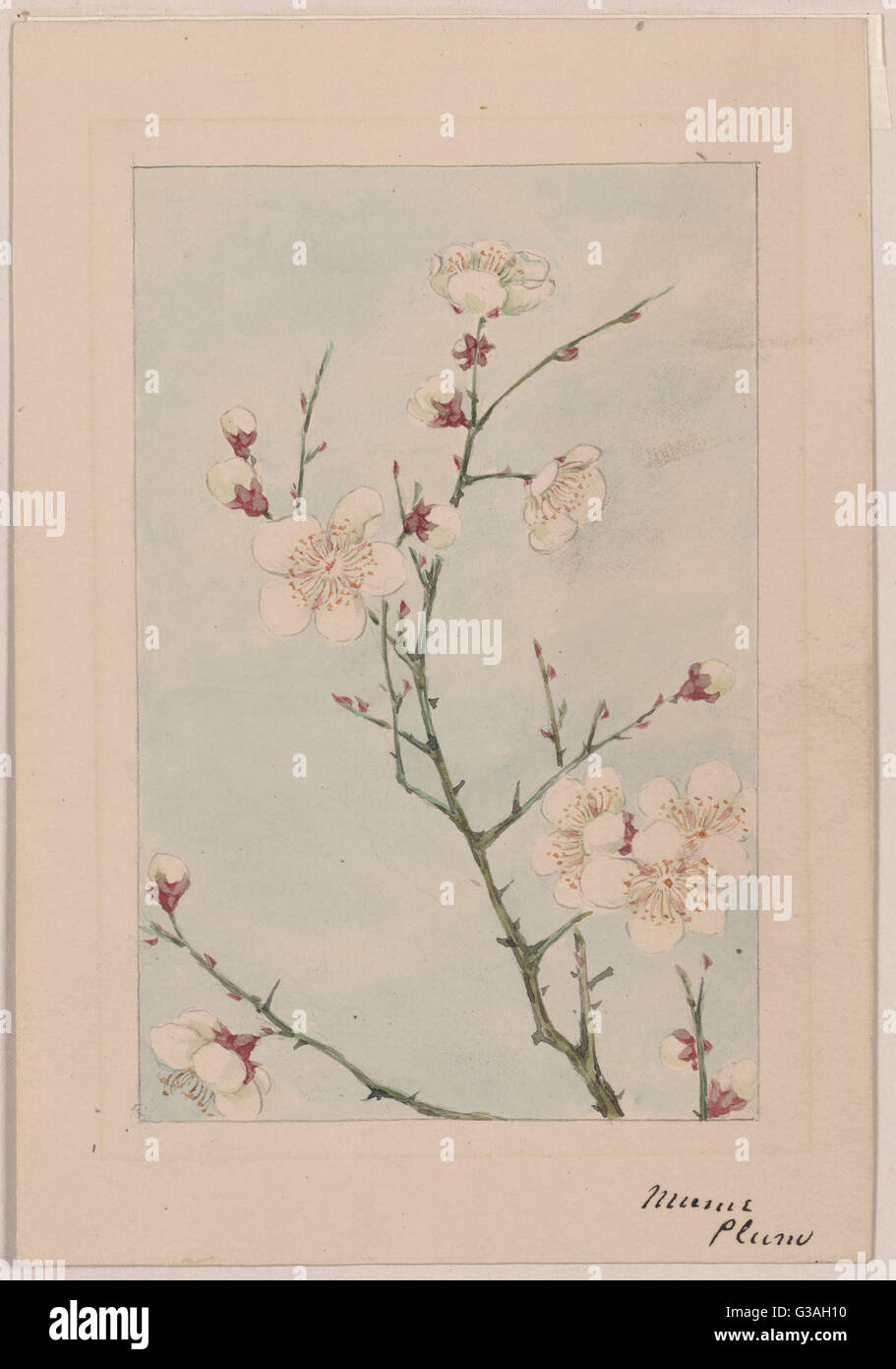Plum branches with blossoms Stock Photo