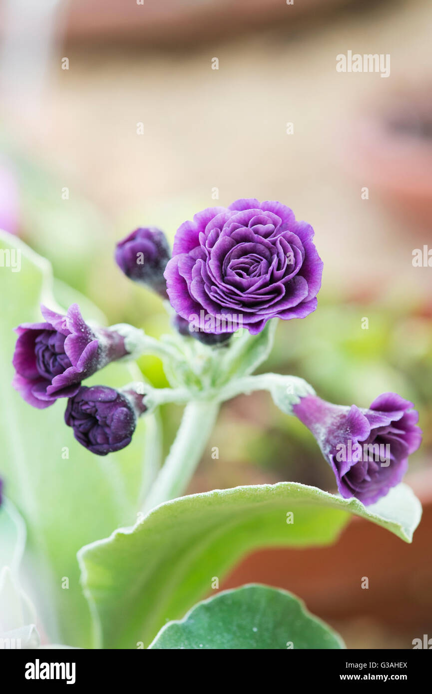 Primula Auricula 'Sarah lodge ' . Primrose flowers Stock Photo
