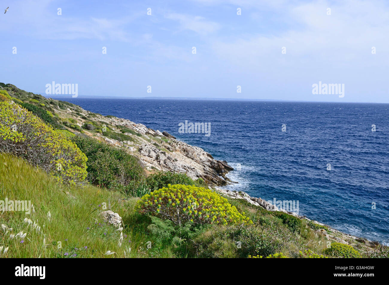 Vegetation on the Levanzo (island) in the evening light, Aegadian Islands, Italy Stock Photo