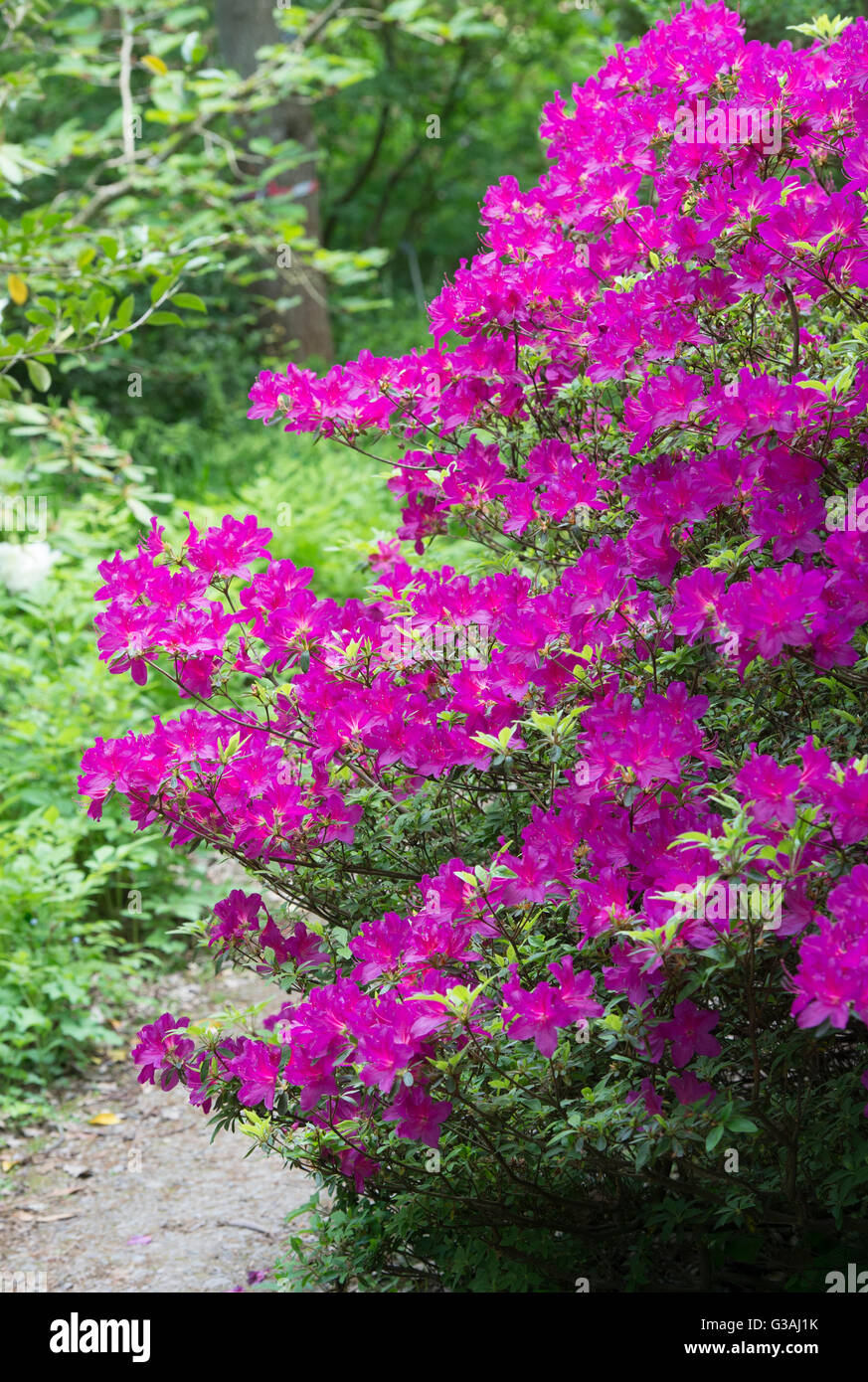 Rhododendron chanticleer shrub flowering Stock Photo