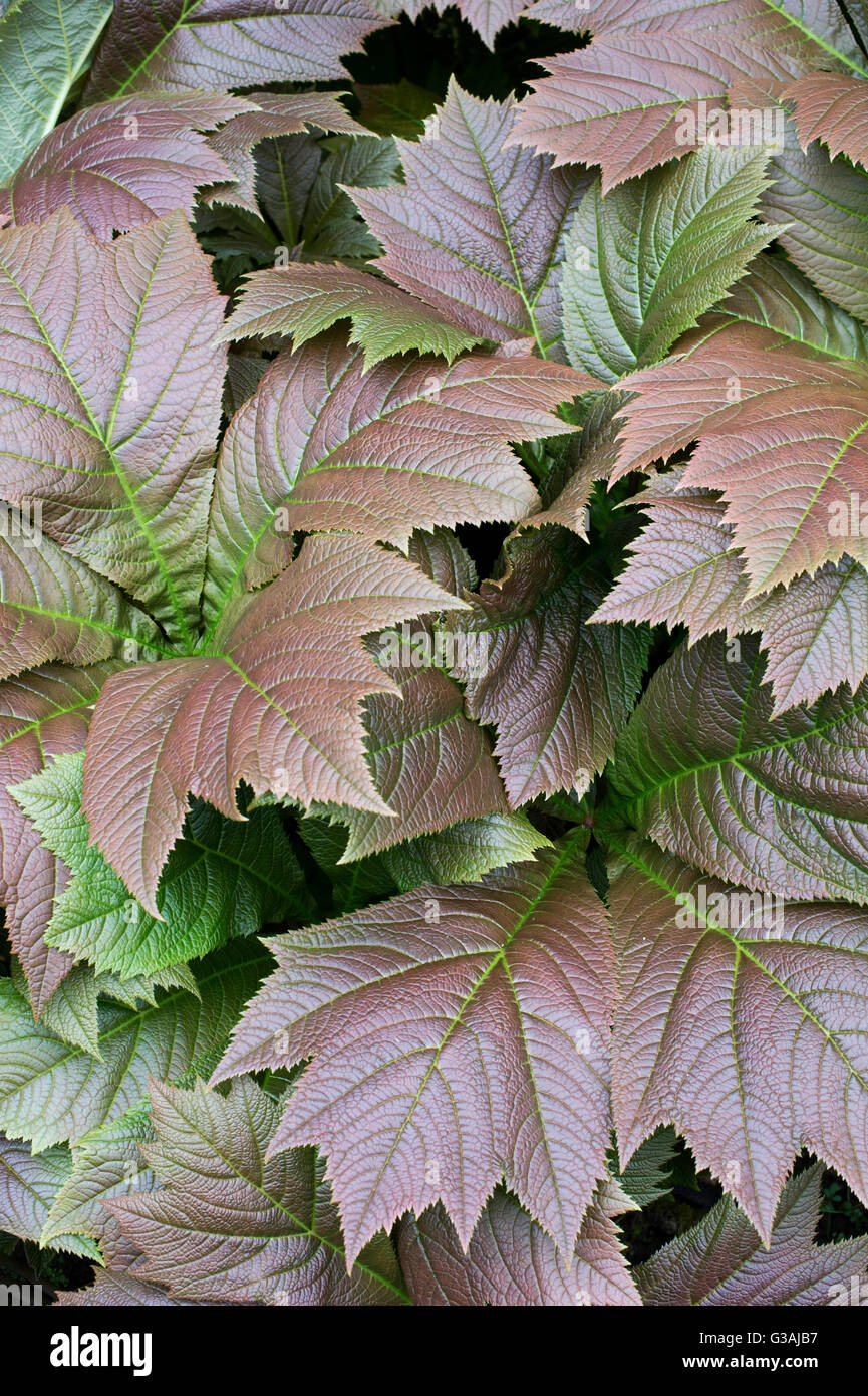 Rodgersia podophylla. Rodgers' bronze-leaf plant Stock Photo