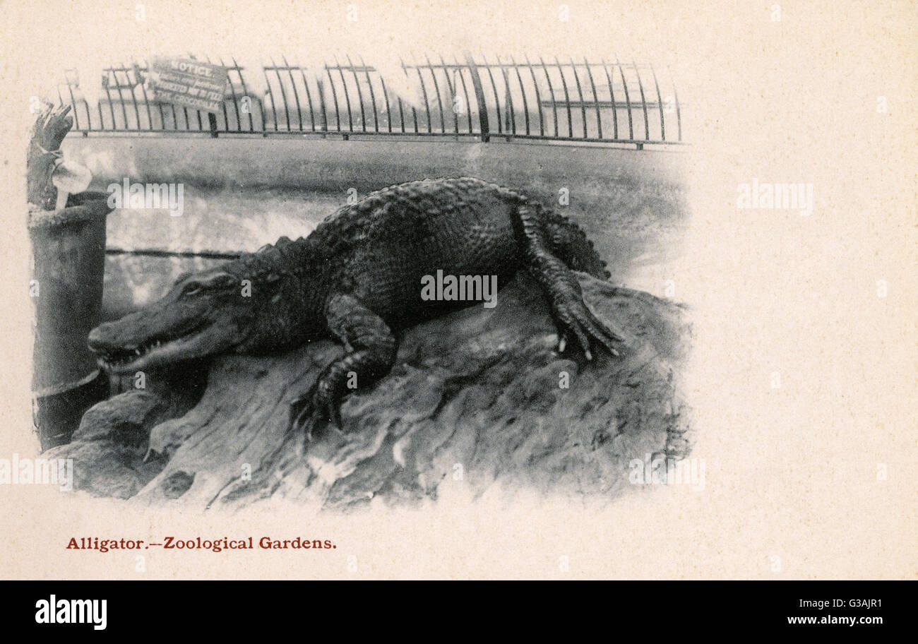 Crocodile at London Zoological Gardens, Regents Park, London. The zoo has the modern branding 'ZSL', the initials of the Zoological Society of London (established in 1826). The caption incorrectly labels this croc as an alligator.     Date: circa 1904 Stock Photo