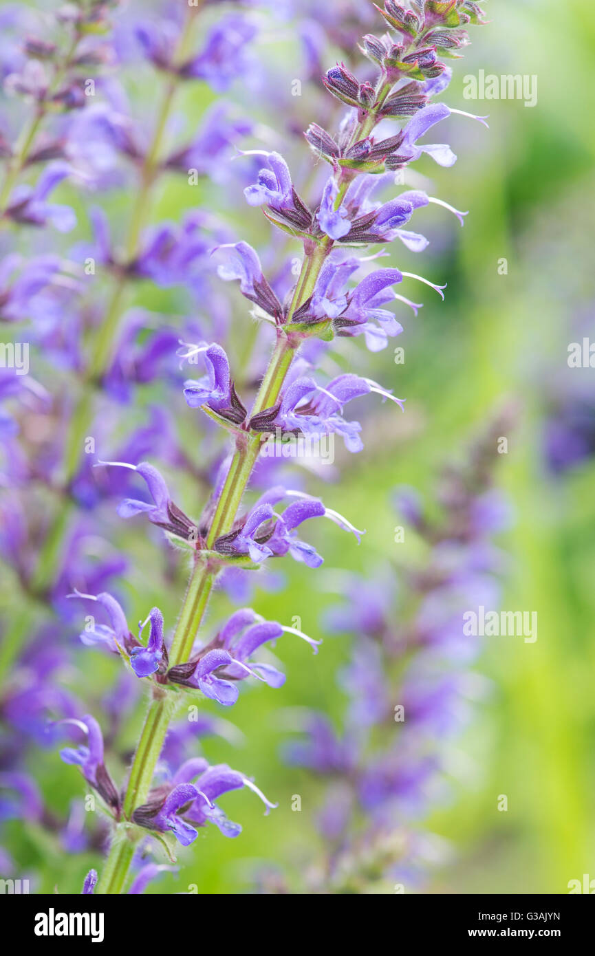 Salvia x sylvestris rugen. Wood sage 'Rugen' Stock Photo