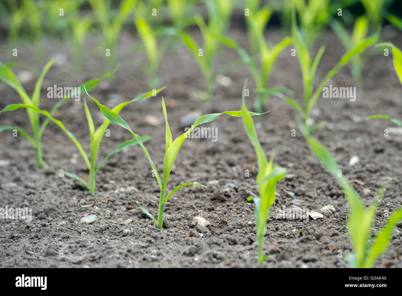 Maize. Young Sweetcorn 'swift' plants in a vegetable garden, selective focus Stock Photo