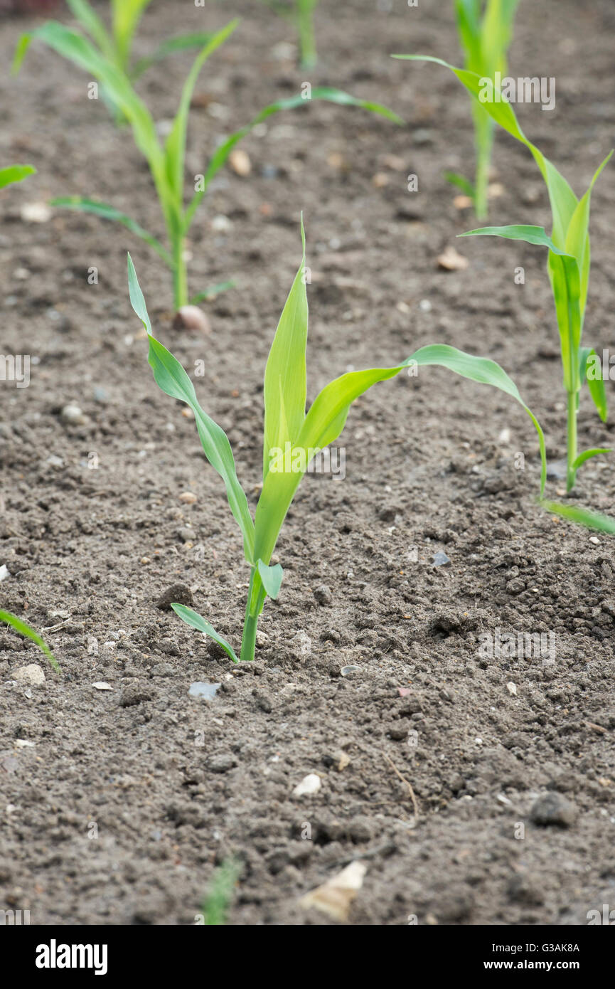 Maize. Young Sweetcorn 'swift' plants in a vegetable garden Stock Photo