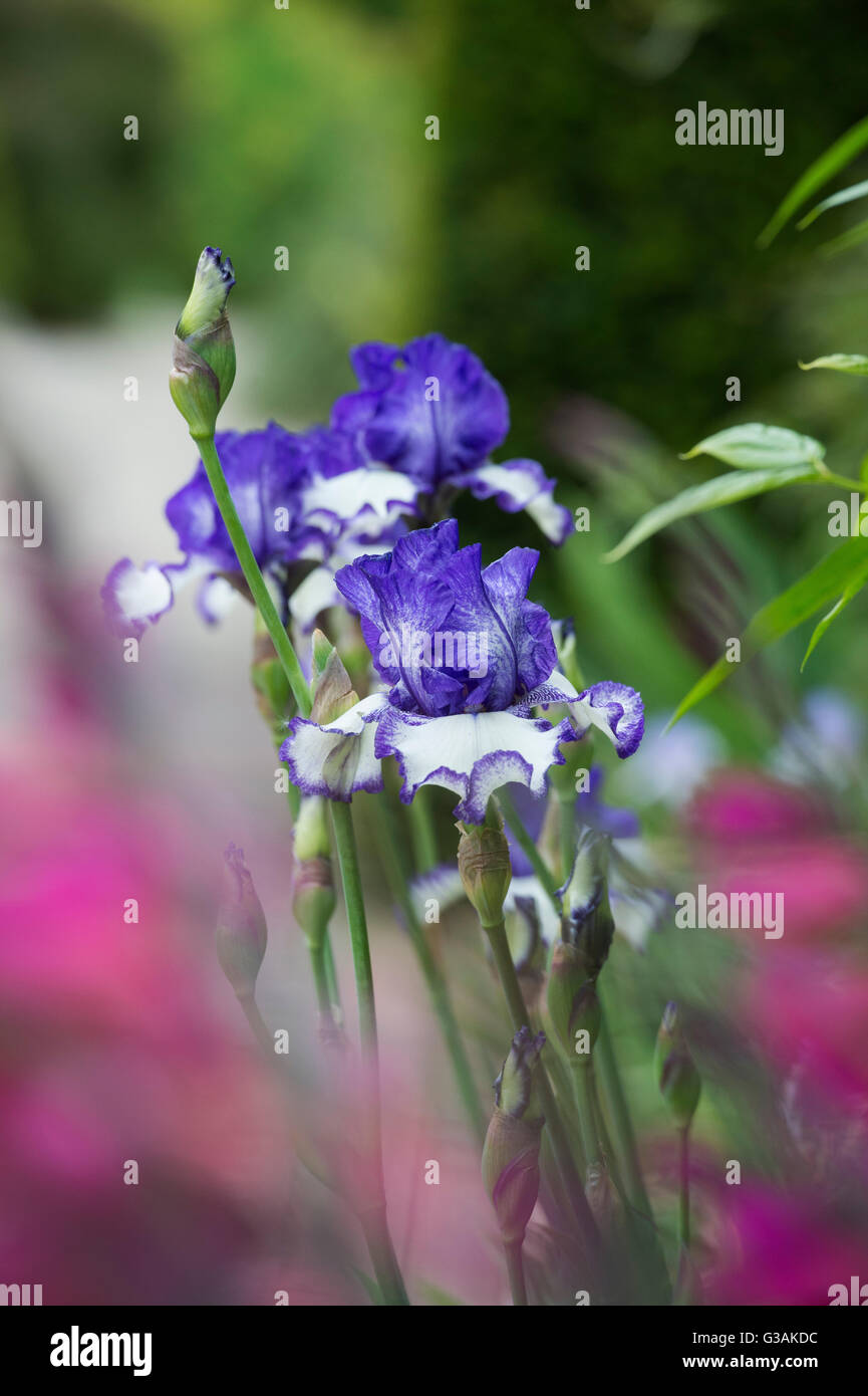 Bearded iris border hi-res stock photography and images - Alamy