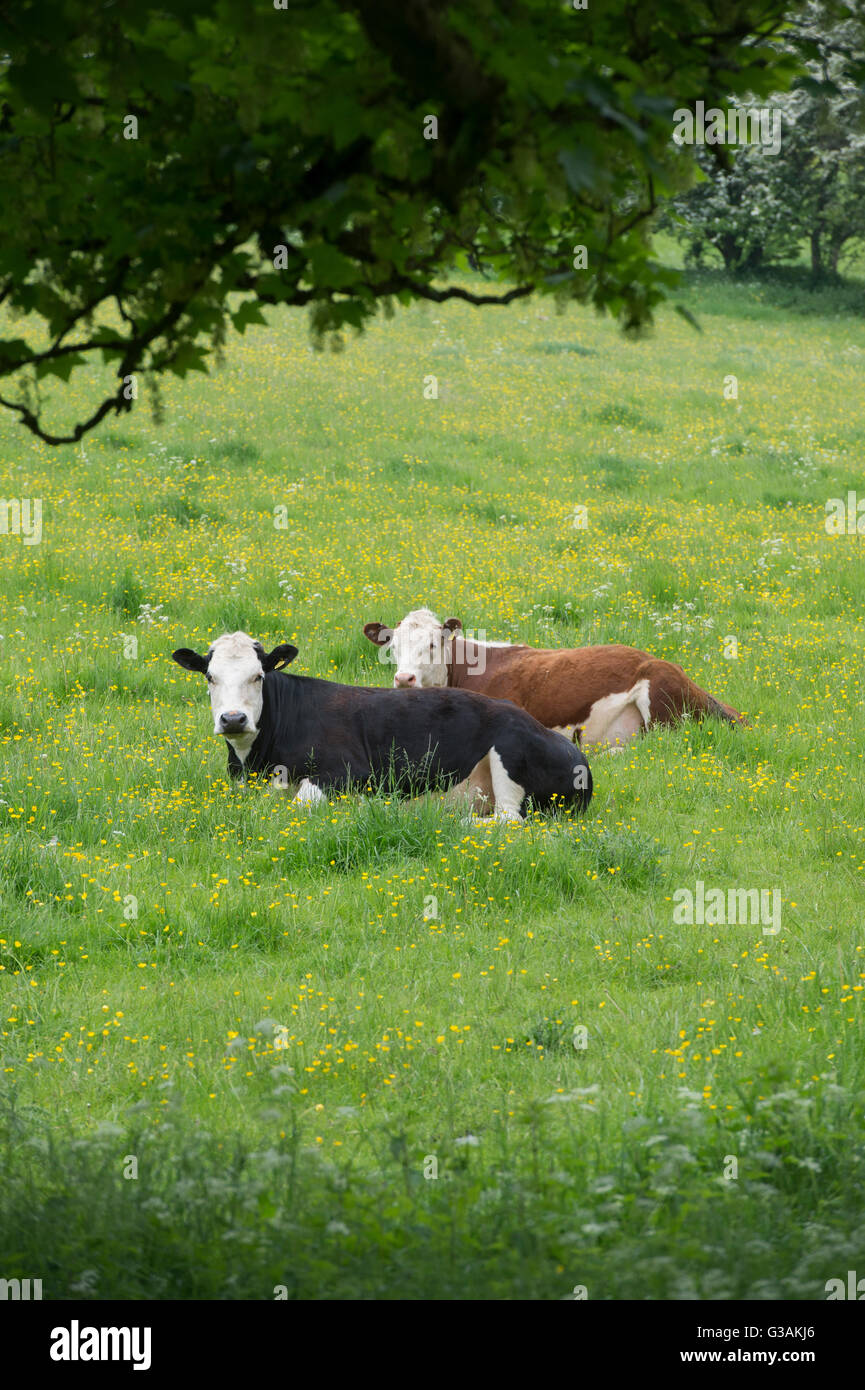 Cows in a field of buttercups in the Cotswolds. Gloucestershire, England Stock Photo