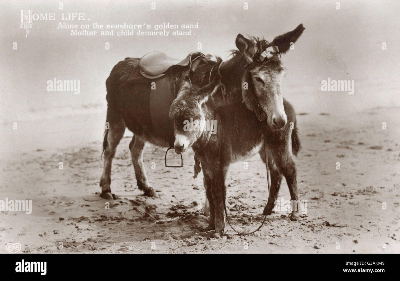 Mother and young donkey (unclear whether a Jack or a Jenny/Jennet) stand sweetly on the seashore, awaiting their next youthful burden.    The caption reads: 'Home Life'. Alone on the seashore's golden sand. Mother and child demurely stand.     Date: circa Stock Photo