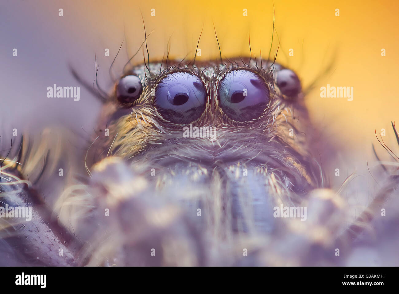 jumping spider jumpingspider Macro photography  Macrophotography Stock Photo