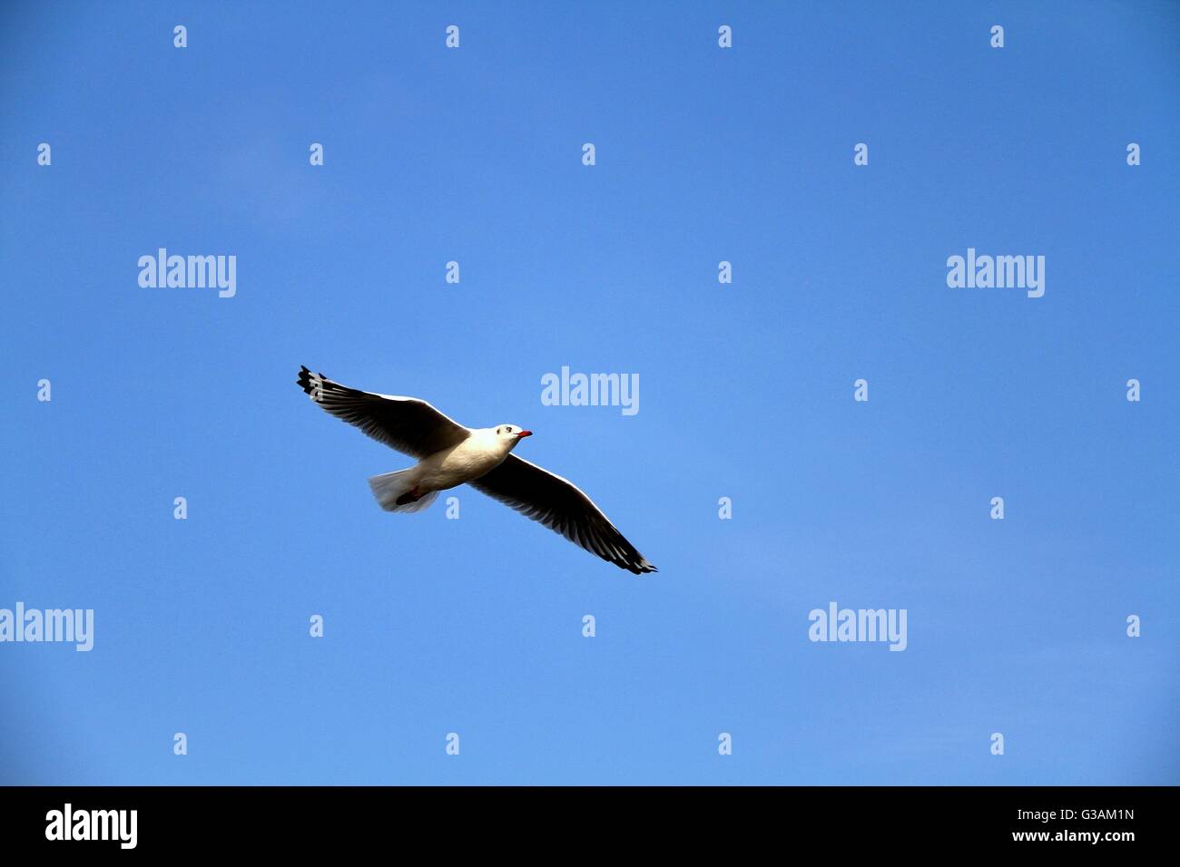 A white seagull flying in the blue sky Stock Photo - Alamy