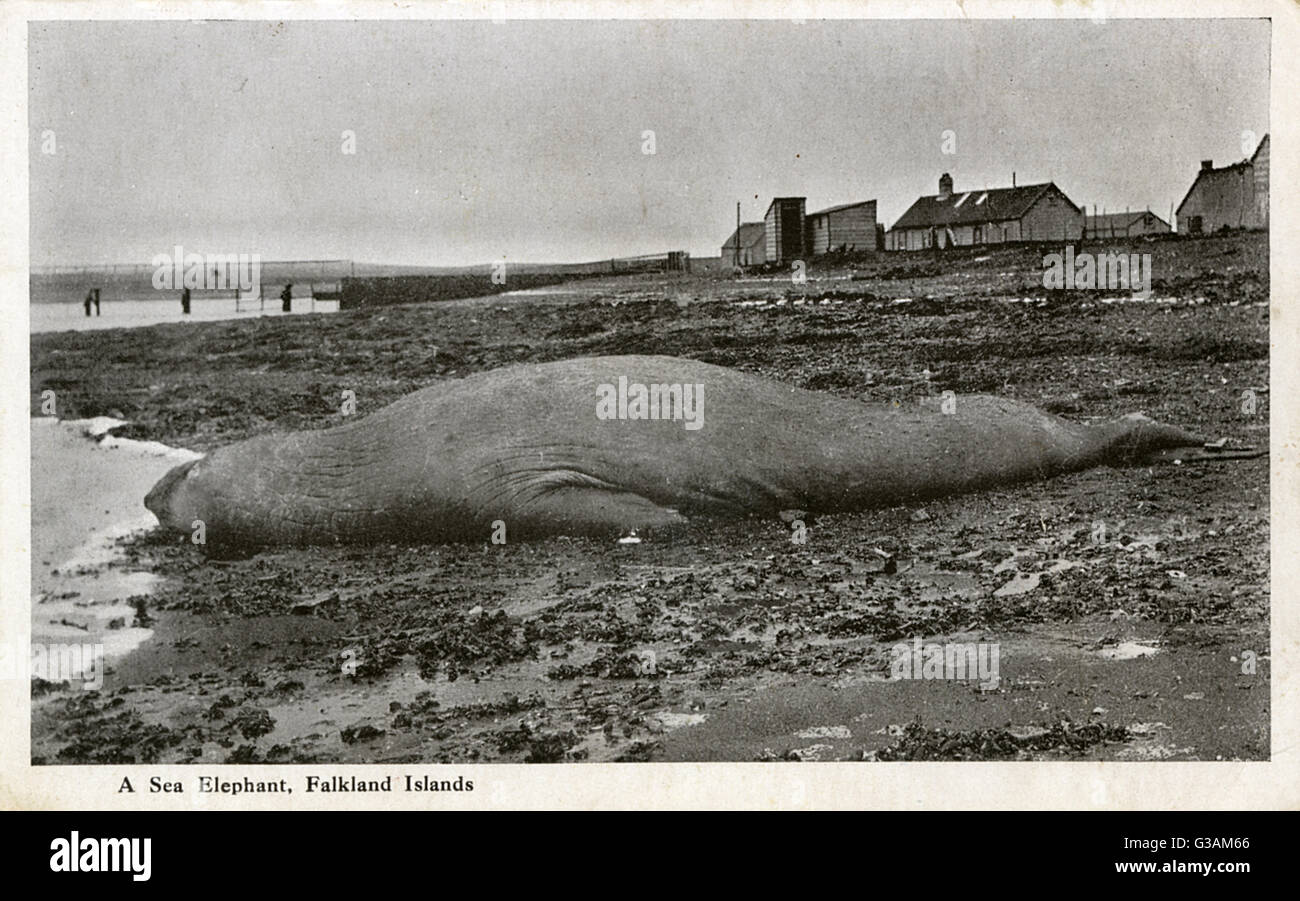 Stranded Sea Elephant (Southern Elephant Seal) - Falkland Islands     Date: circa 1920s Stock Photo