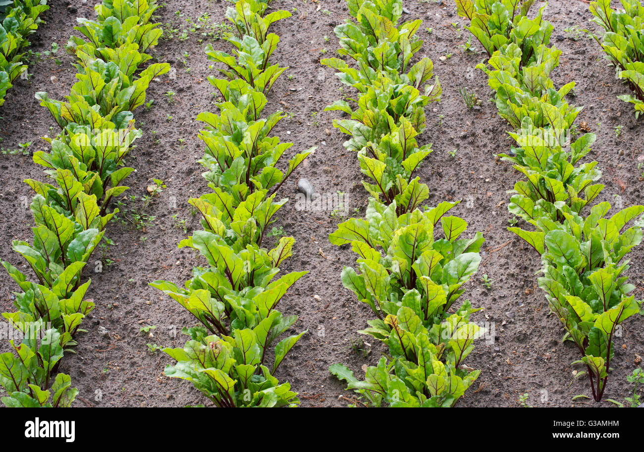 Young beetroot plants in rows planted in a vegetable garden Stock Photo
