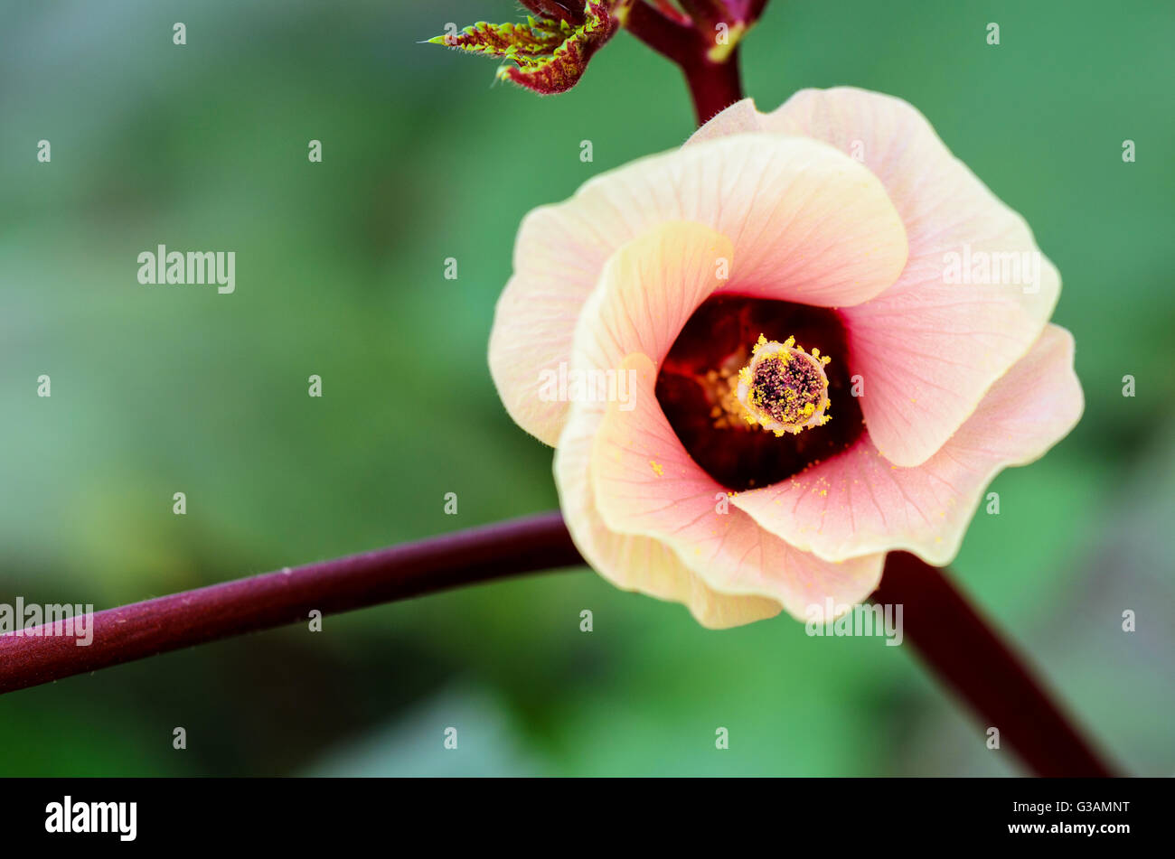 Closeup carpel and pink flower blossom on tree of Jamaica Sorrel or
