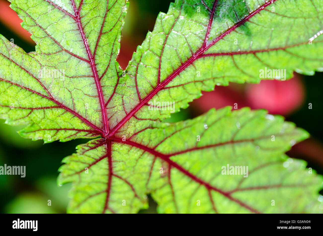 Closeup texture green and red on leaf of Jamaica Sorrel or Hibiscus Sabdariffa Stock Photo