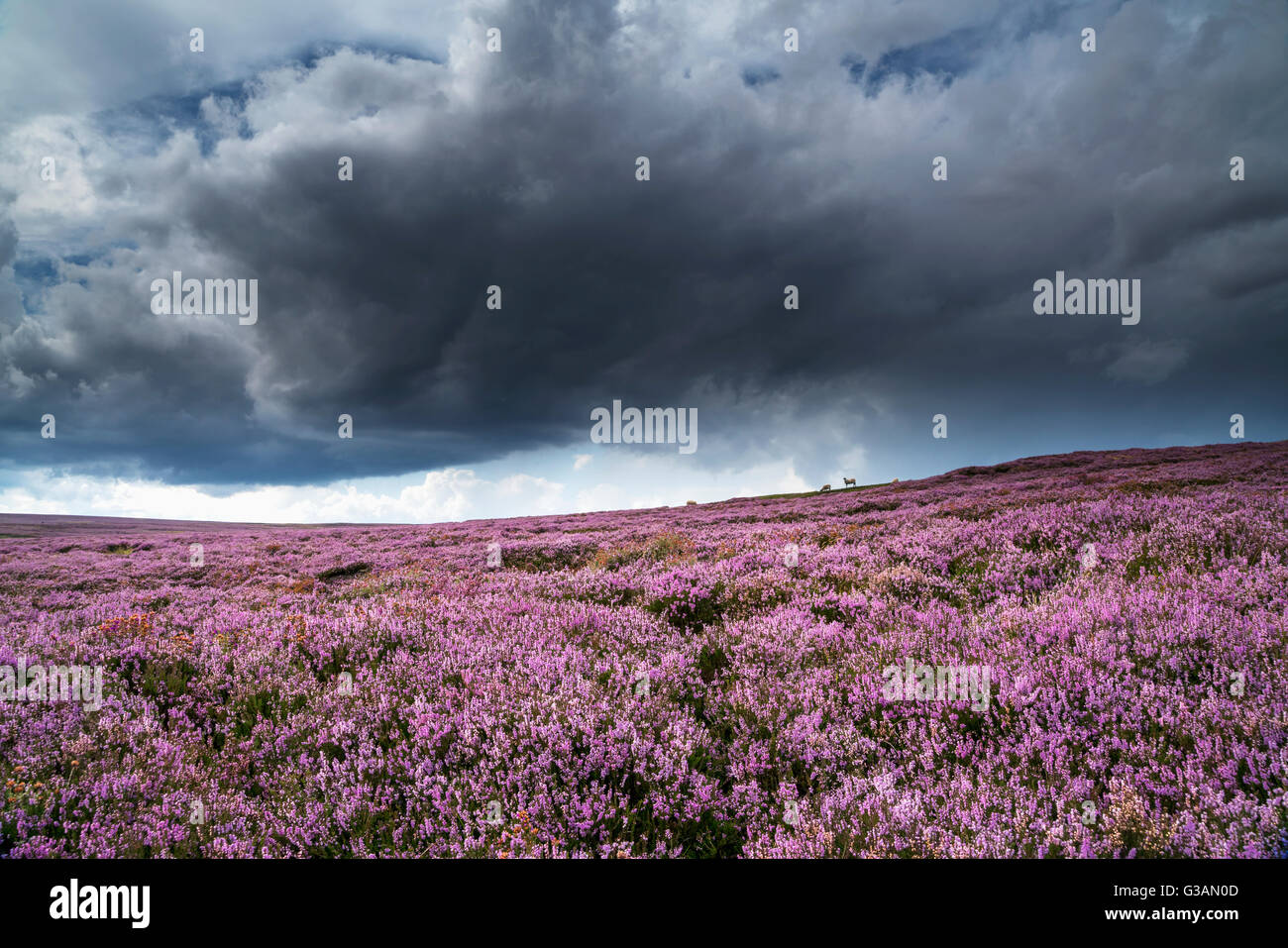 Pink flowers blossoming in a field, North Yorkshire Moors; North Yorkshire, England Stock Photo