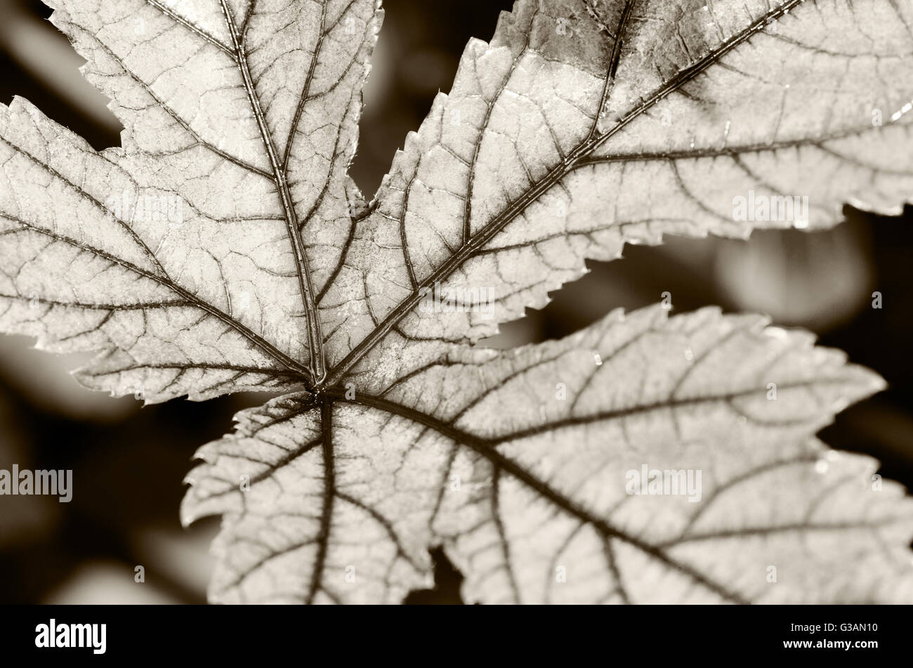 Closeup texture leaf on two tone black and white of Jamaica Sorrel or Hibiscus Sabdariffa for background Stock Photo