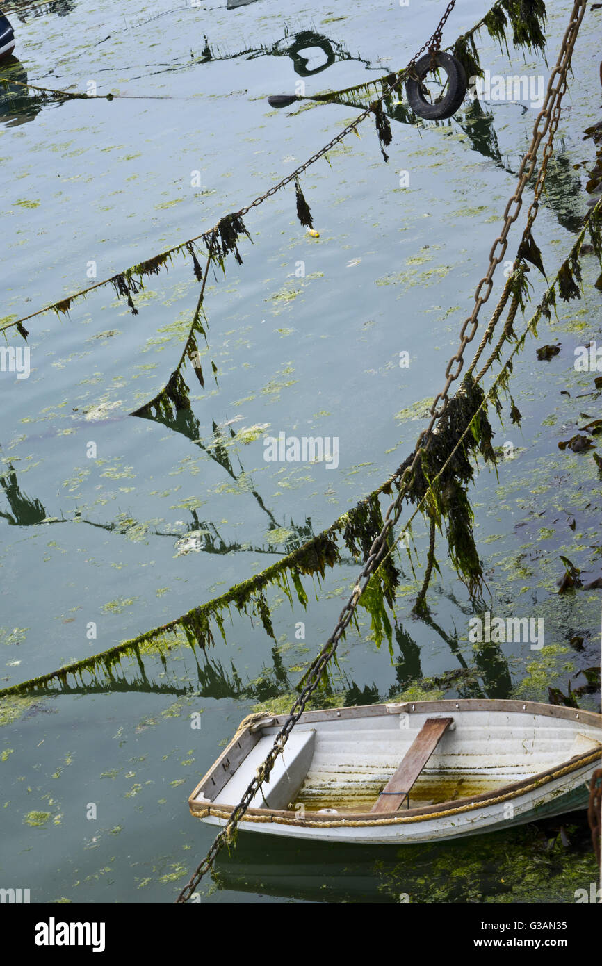 seaweed on ropes in harbour Stock Photo - Alamy